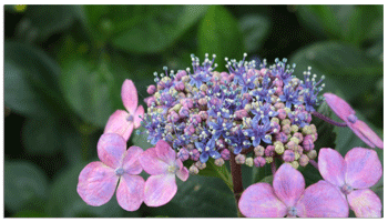 Hydrangea-macrophylla.png