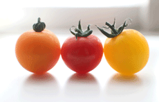 Miyazaki-Taiyo-Farm-Cherry-Tomatoes-03-01.png Miyazaki-Taiyo-Farm-Cherry-Tomatoes-03-01.png