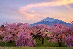Mt.%20Iwaki%20with%20remaining%20snow%20and%20sunset%20with%20cherry%20blossoms-01.png