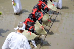 Rice%20planting%20festival-01.png