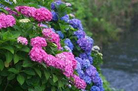 hydrangea-02.png hydrangea-02.png