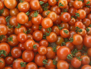 mini-tomato-02.png