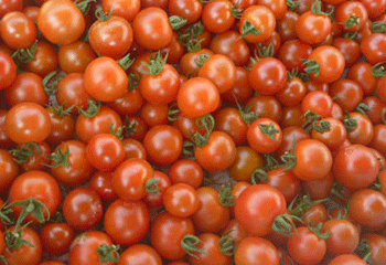 mini-tomato.png